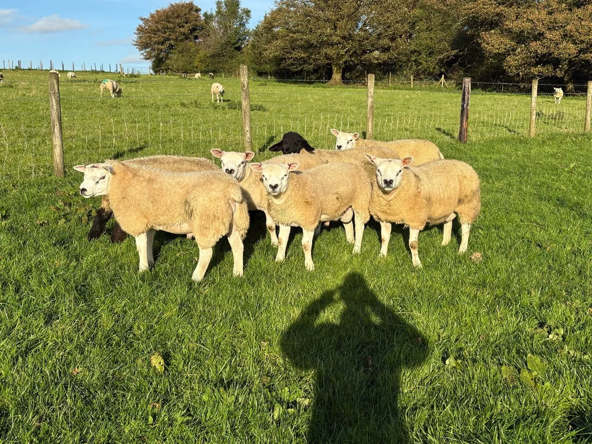 Pedigree Texel  ram lambs - Image 1