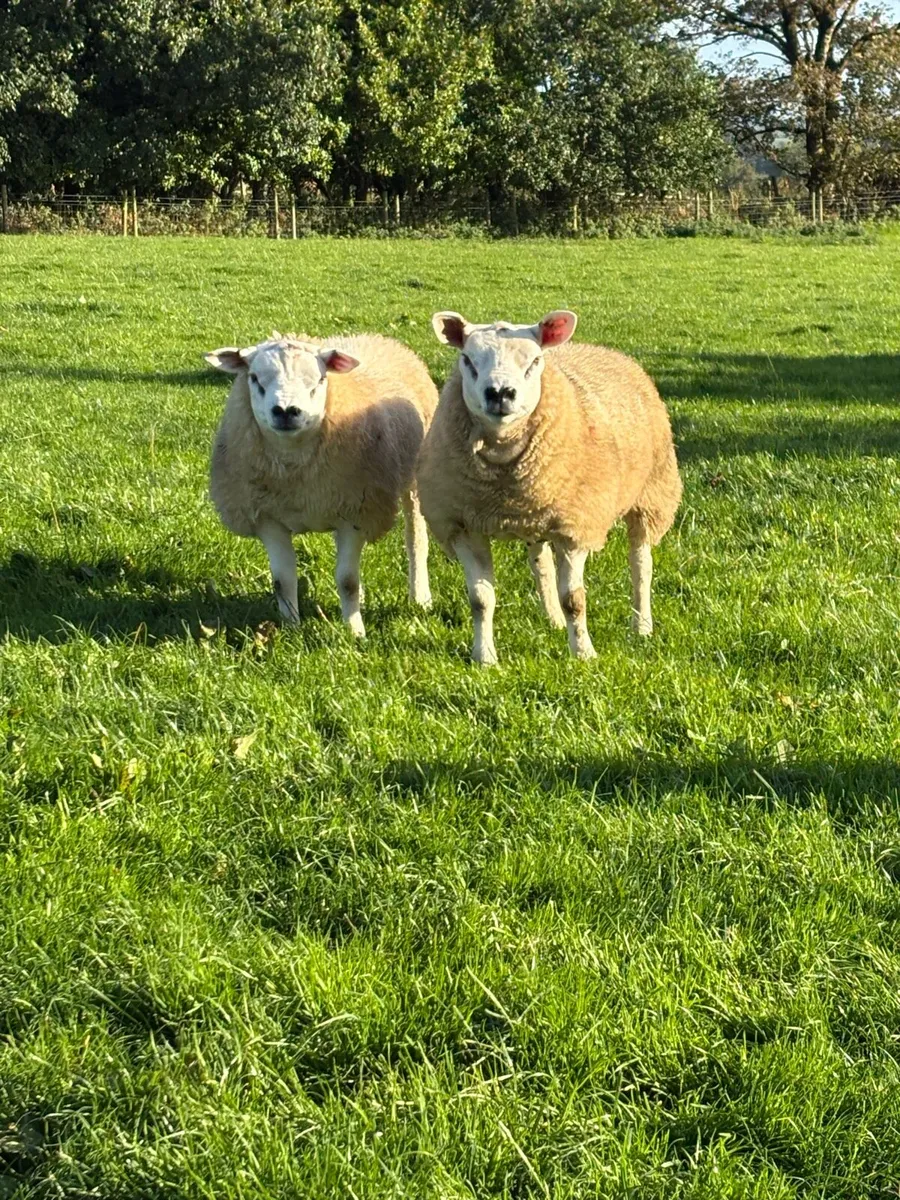Pedigree Texel  ram lambs - Image 2