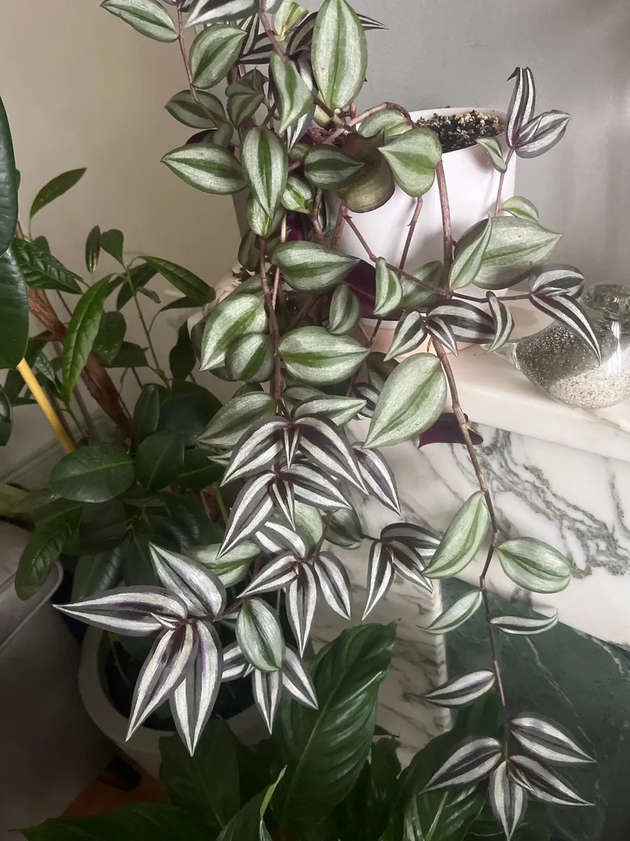 Tradescantia plant in ceramic pot - Image 1