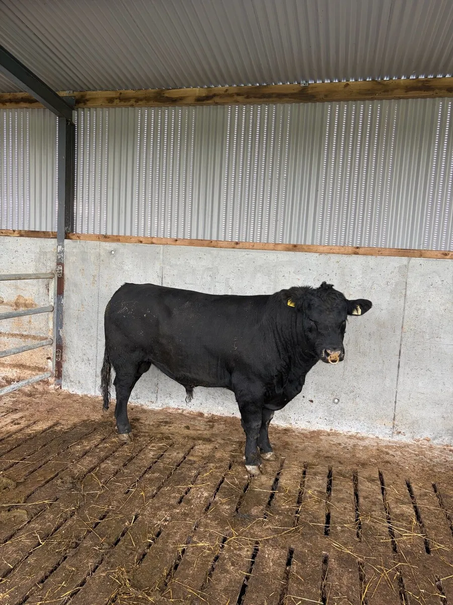 Angus bull - Image 1