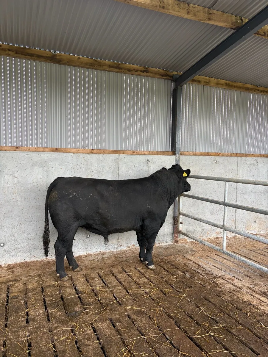 Angus bull - Image 2