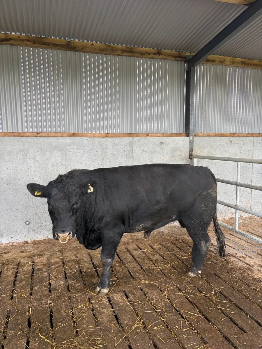 Angus bull - Image 3