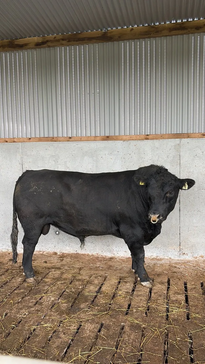 Angus bull - Image 4