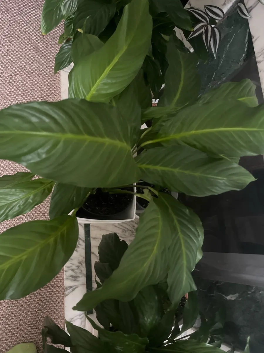 Selected Peace lily  (Spathiphyllum)plant - Image 2