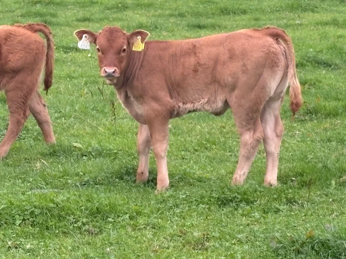 2 super first calved heifers - Image 2