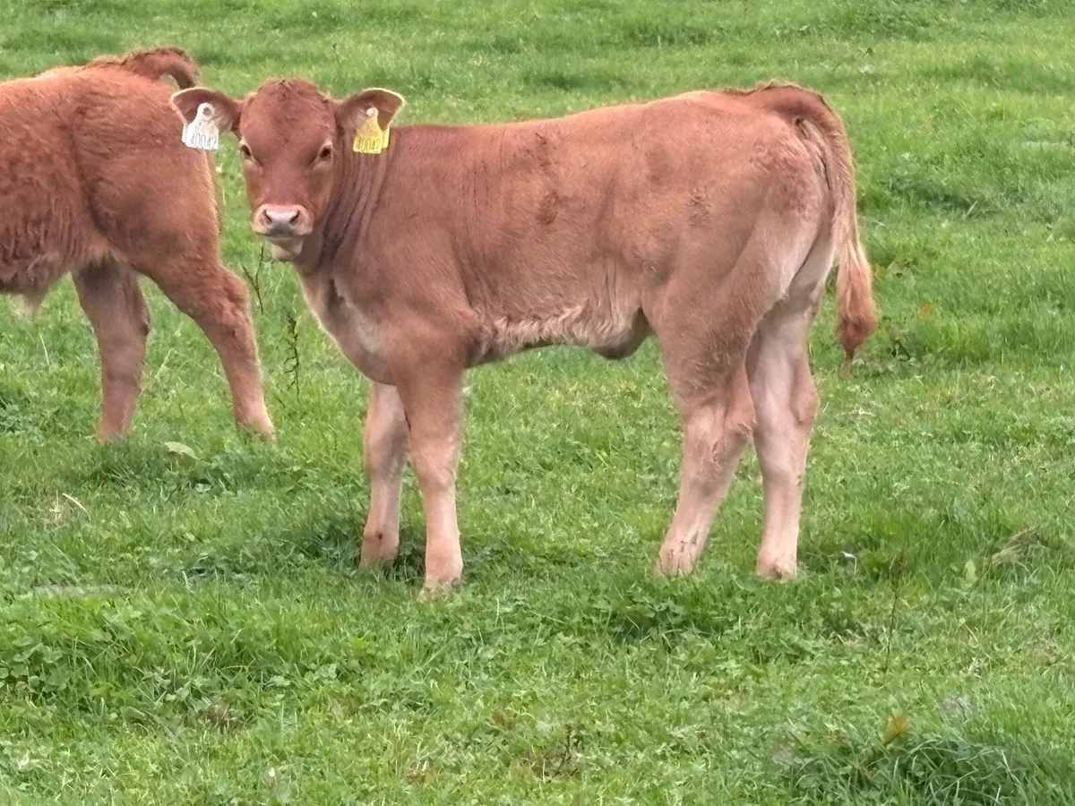 2 super first calved heifers - Image 3