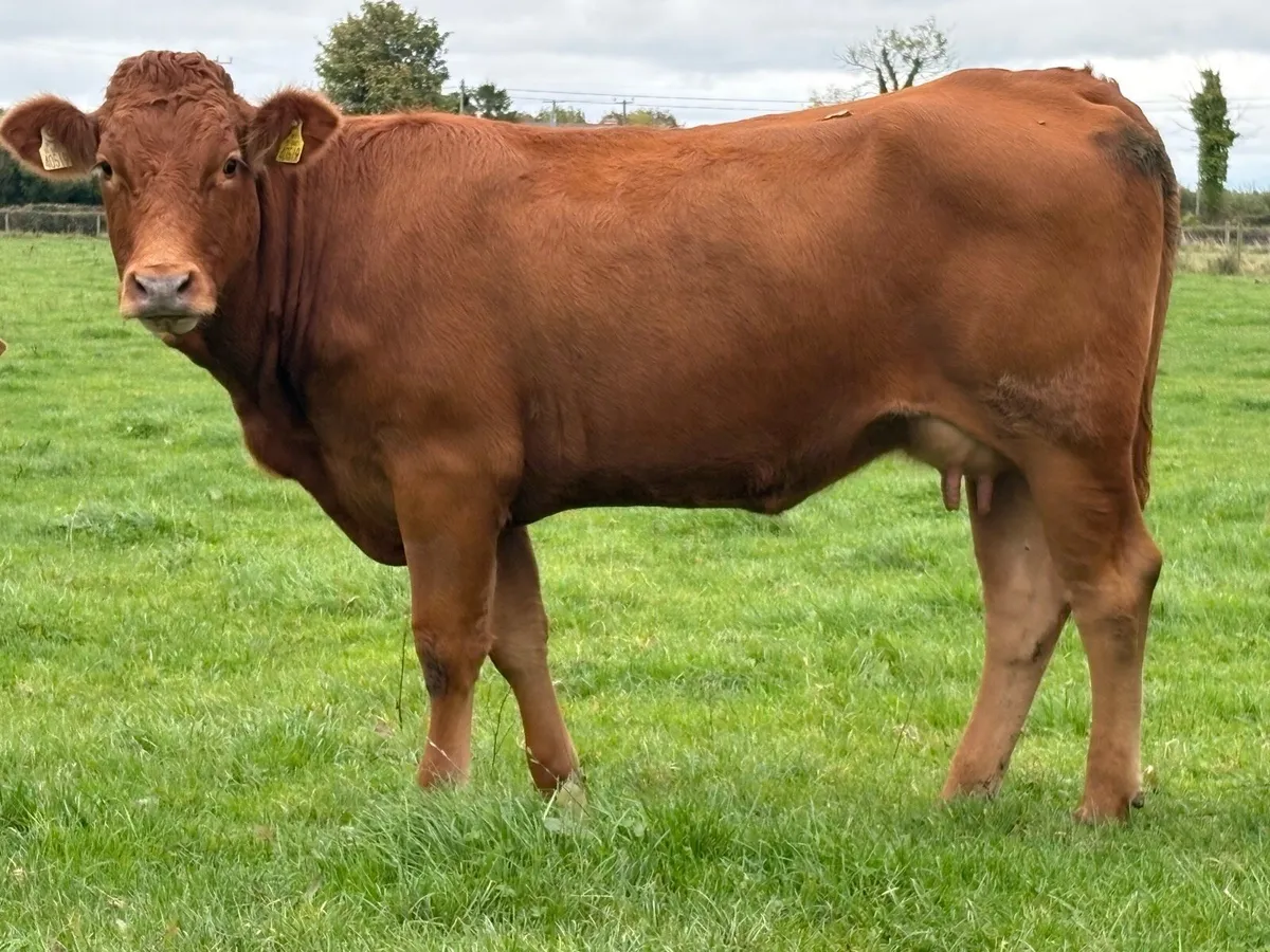 2 super first calved heifers - Image 4