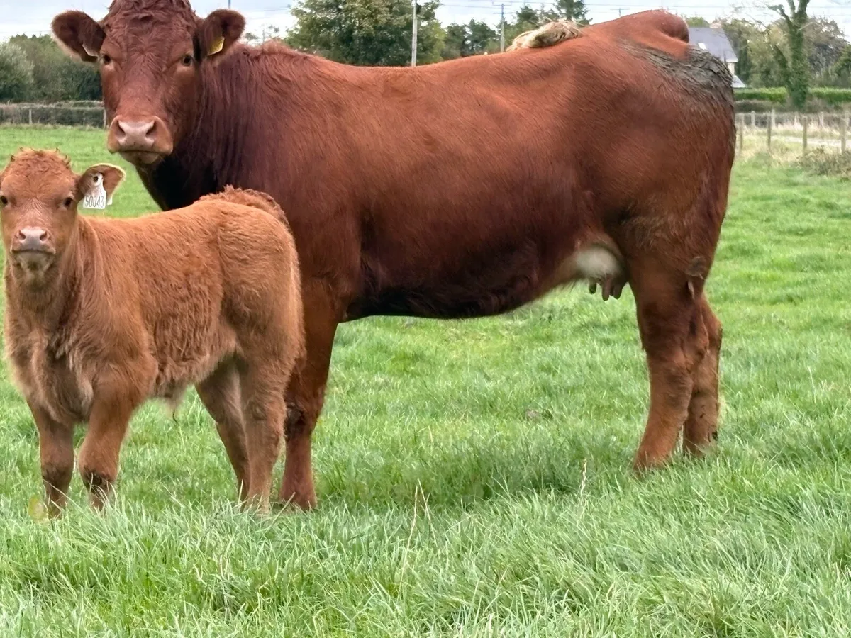 2 super first calved heifers - Image 1