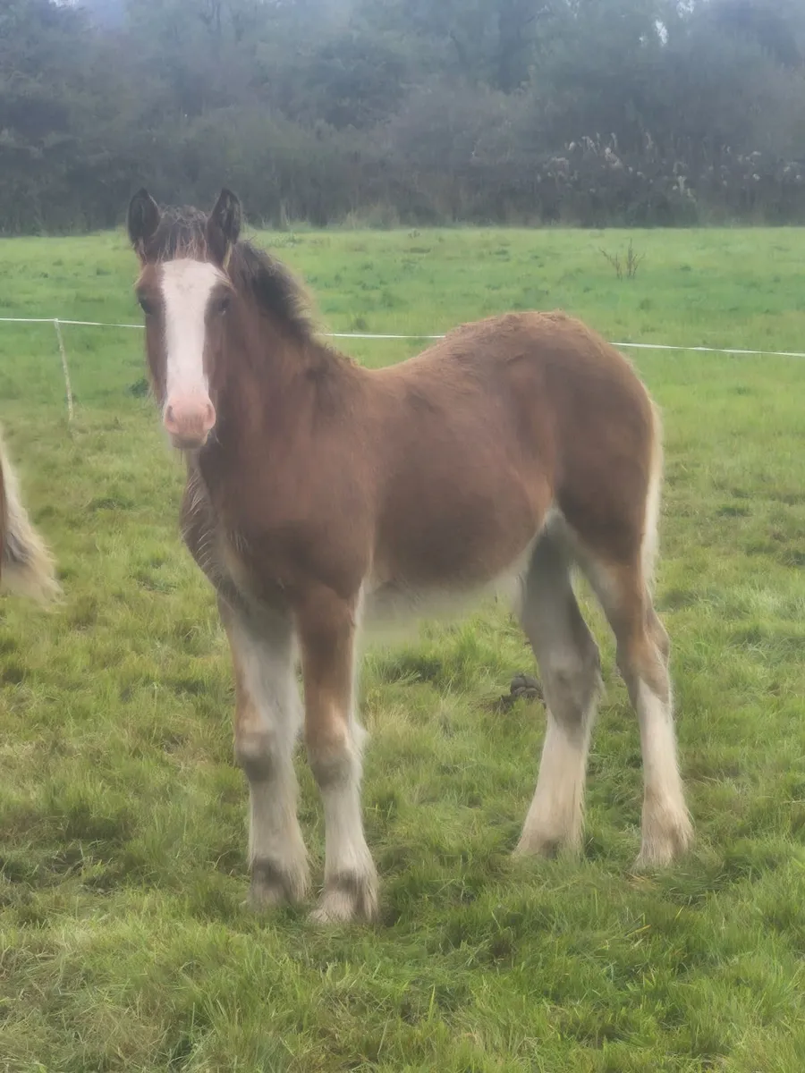 Foal - Image 2