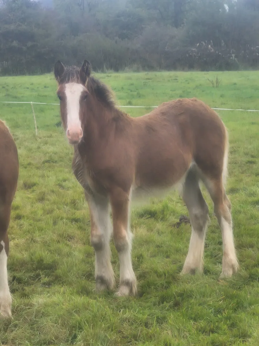 Foal - Image 3