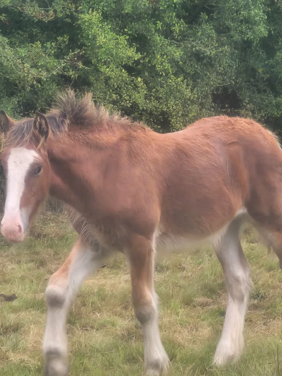 Foal - Image 1