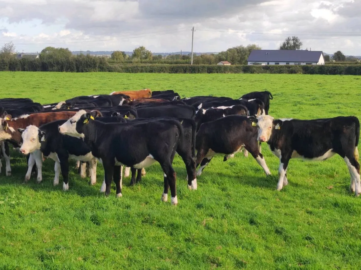 Whitehead heifers - Image 2