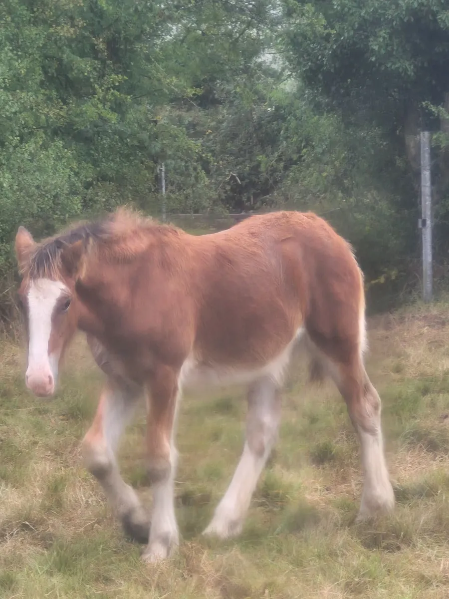 Foal - Image 4