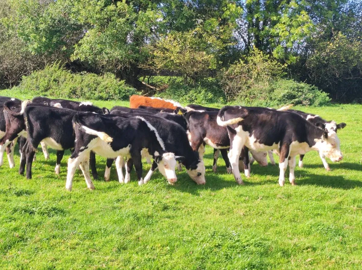Whitehead heifers - Image 4