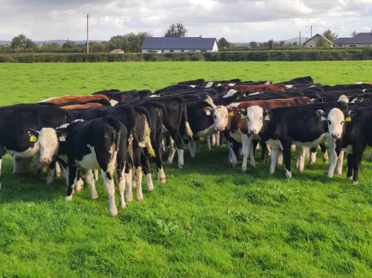Whitehead heifers - Image 3