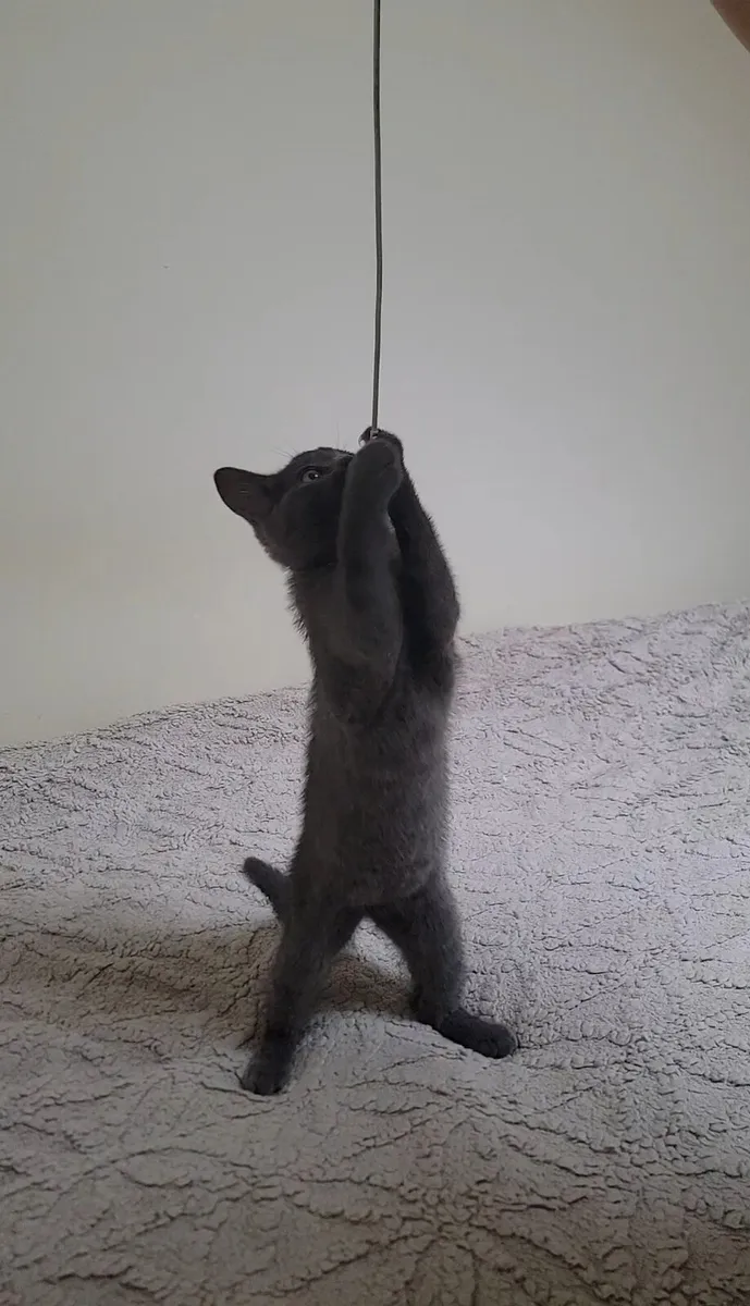 Kittent - Image 2