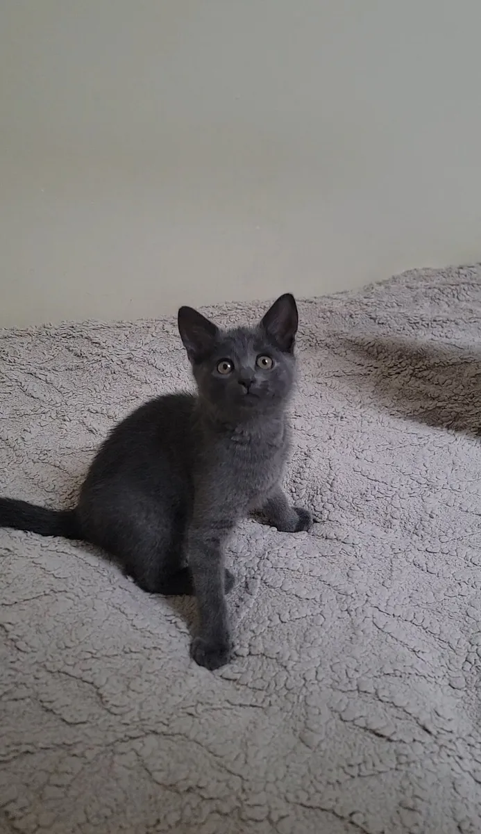 Kittent - Image 1