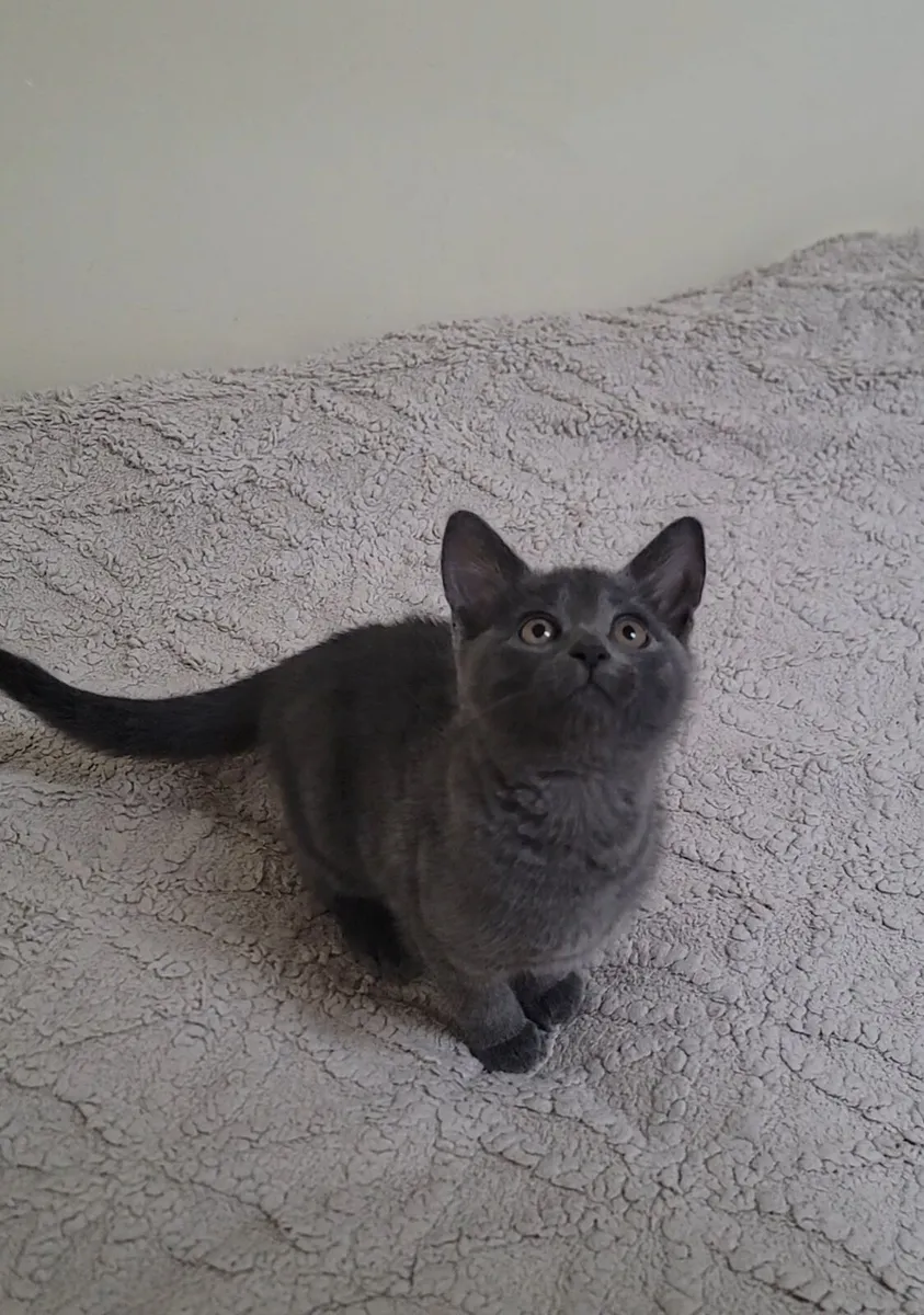 Kittent - Image 3