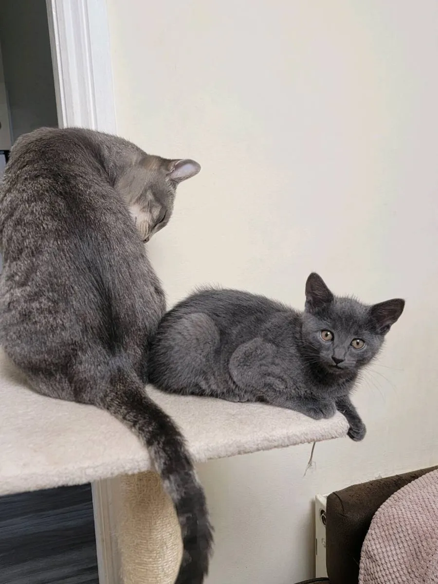Kittent - Image 4