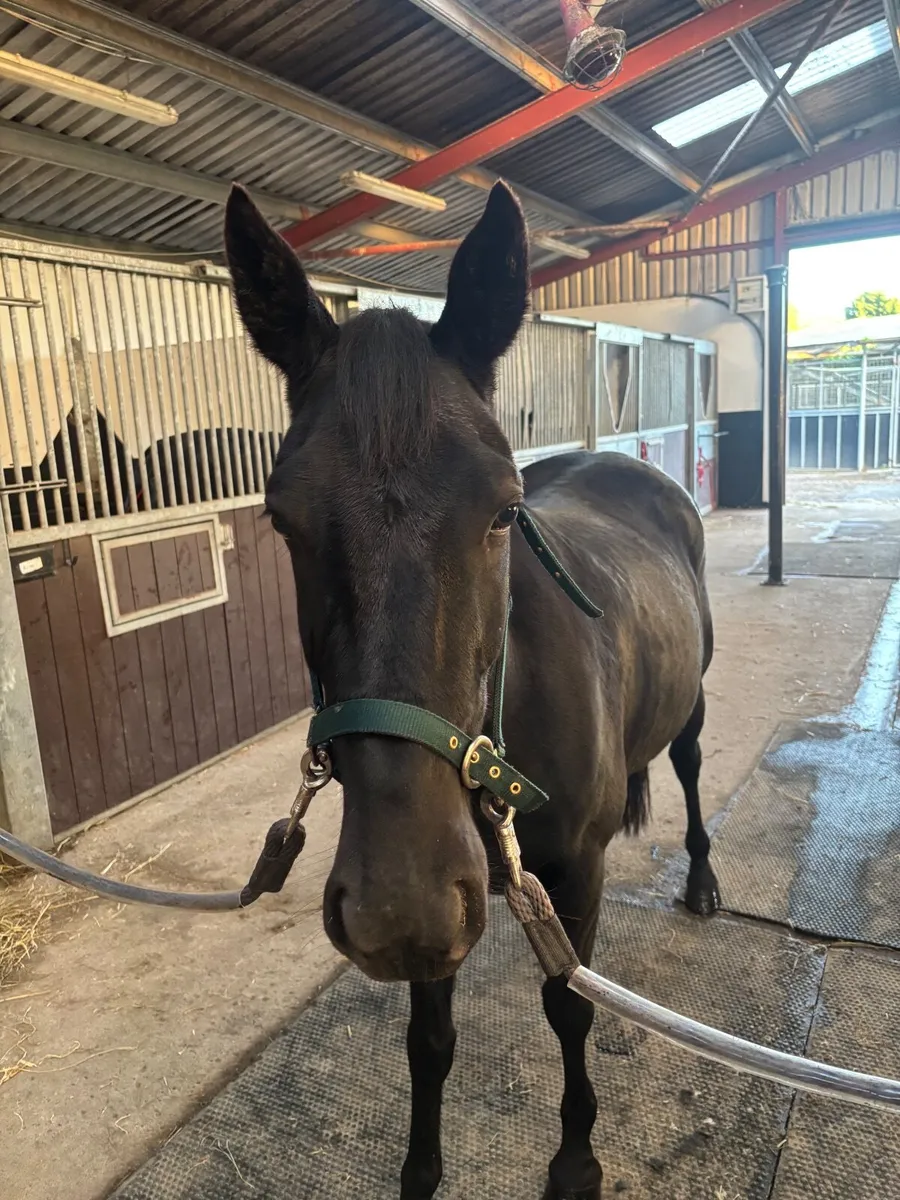 Pony - Image 1