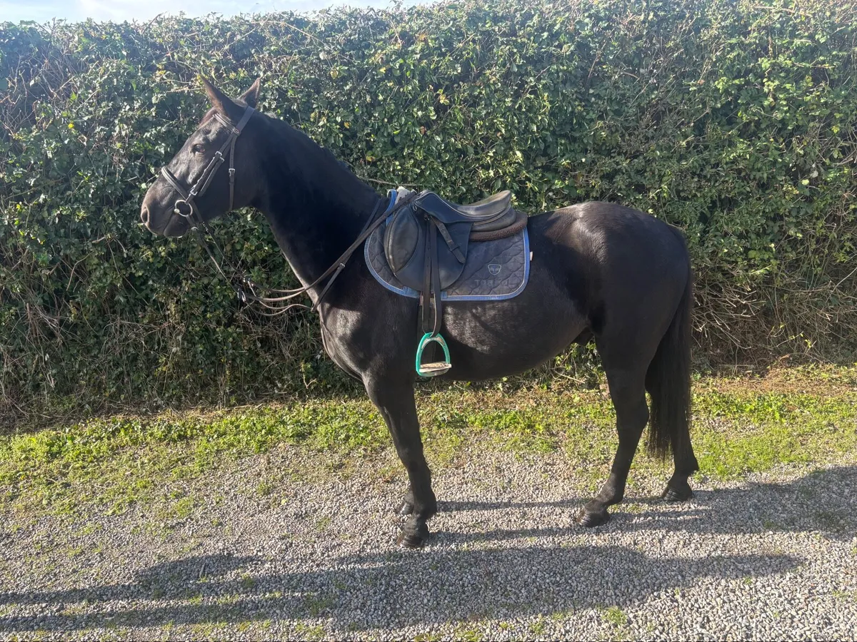 Pony - Image 2