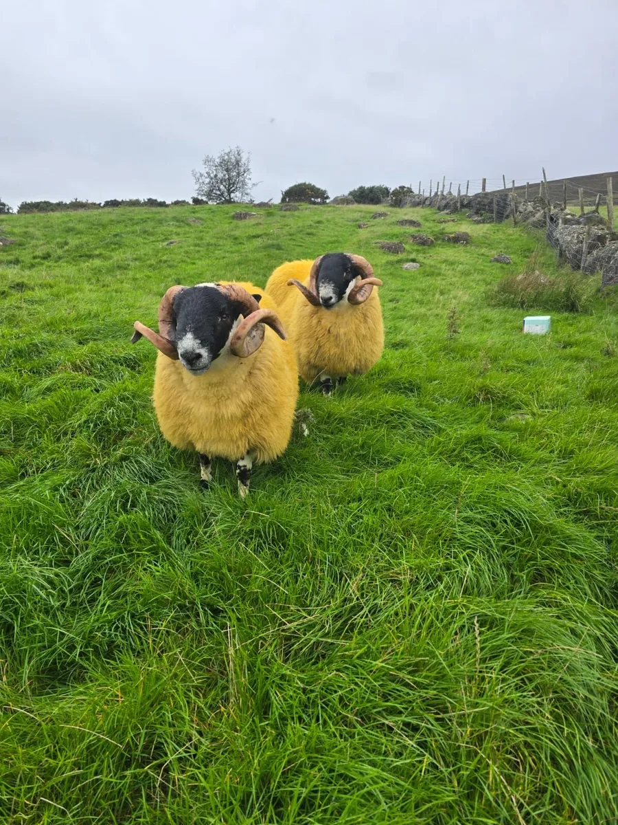 2 horn hogget rams forsale - Image 1