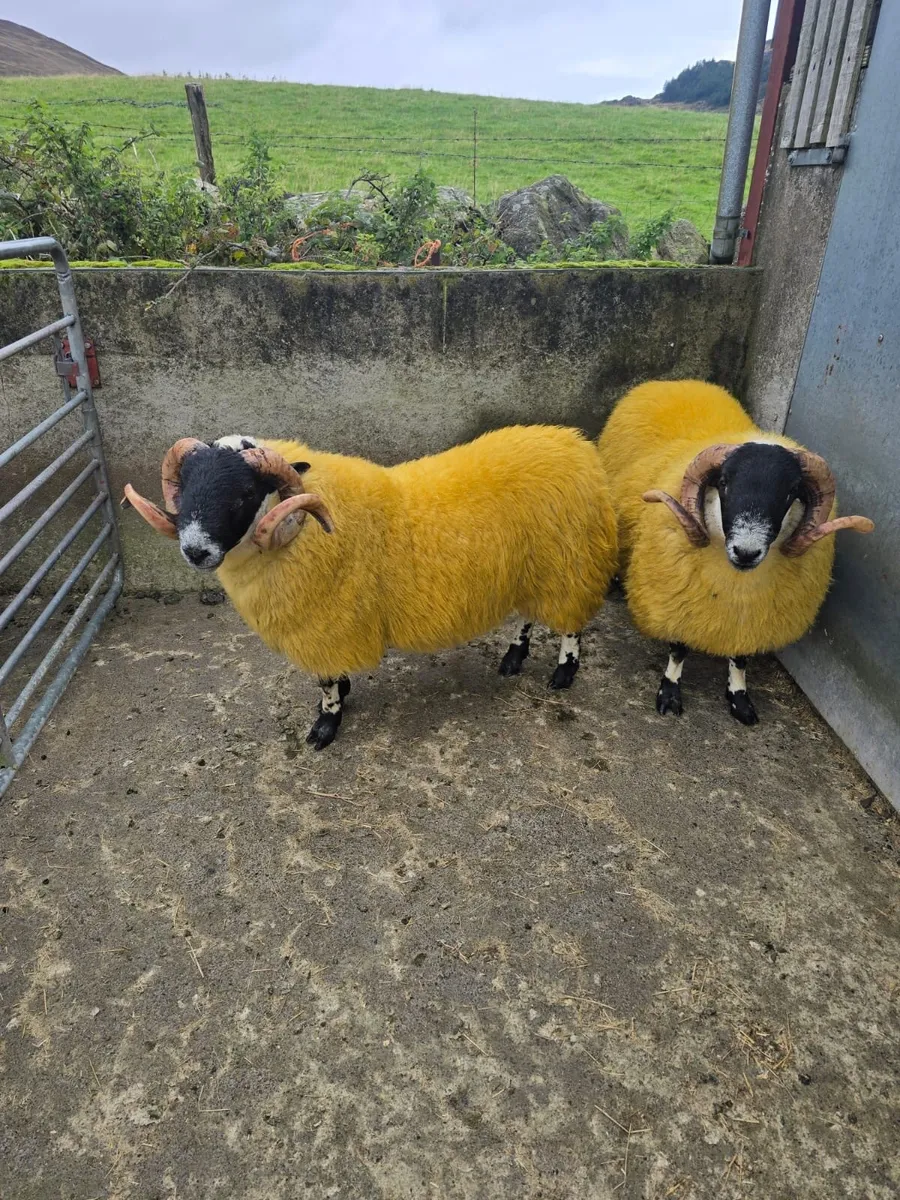 2 horn hogget rams forsale - Image 2