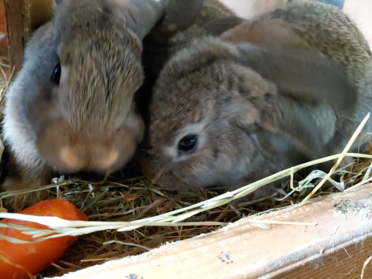 Baby Rabbits Flemish Giant x Lop - Image 3