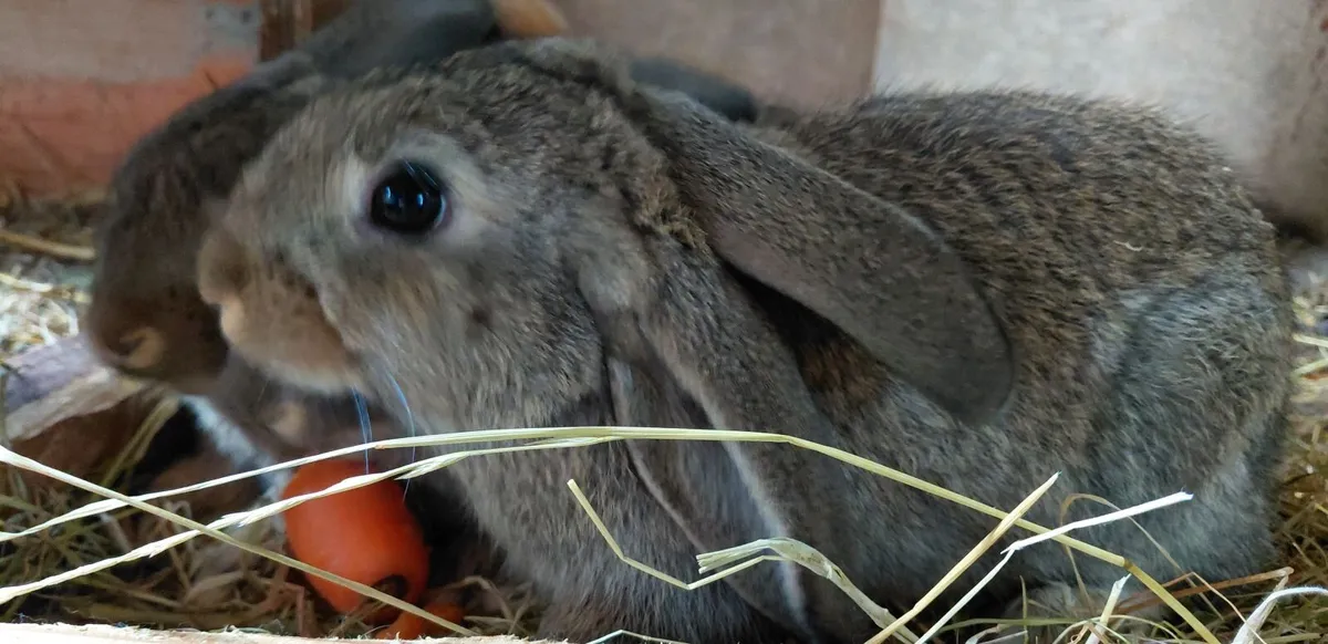 Baby Rabbits Flemish Giant x Lop - Image 2