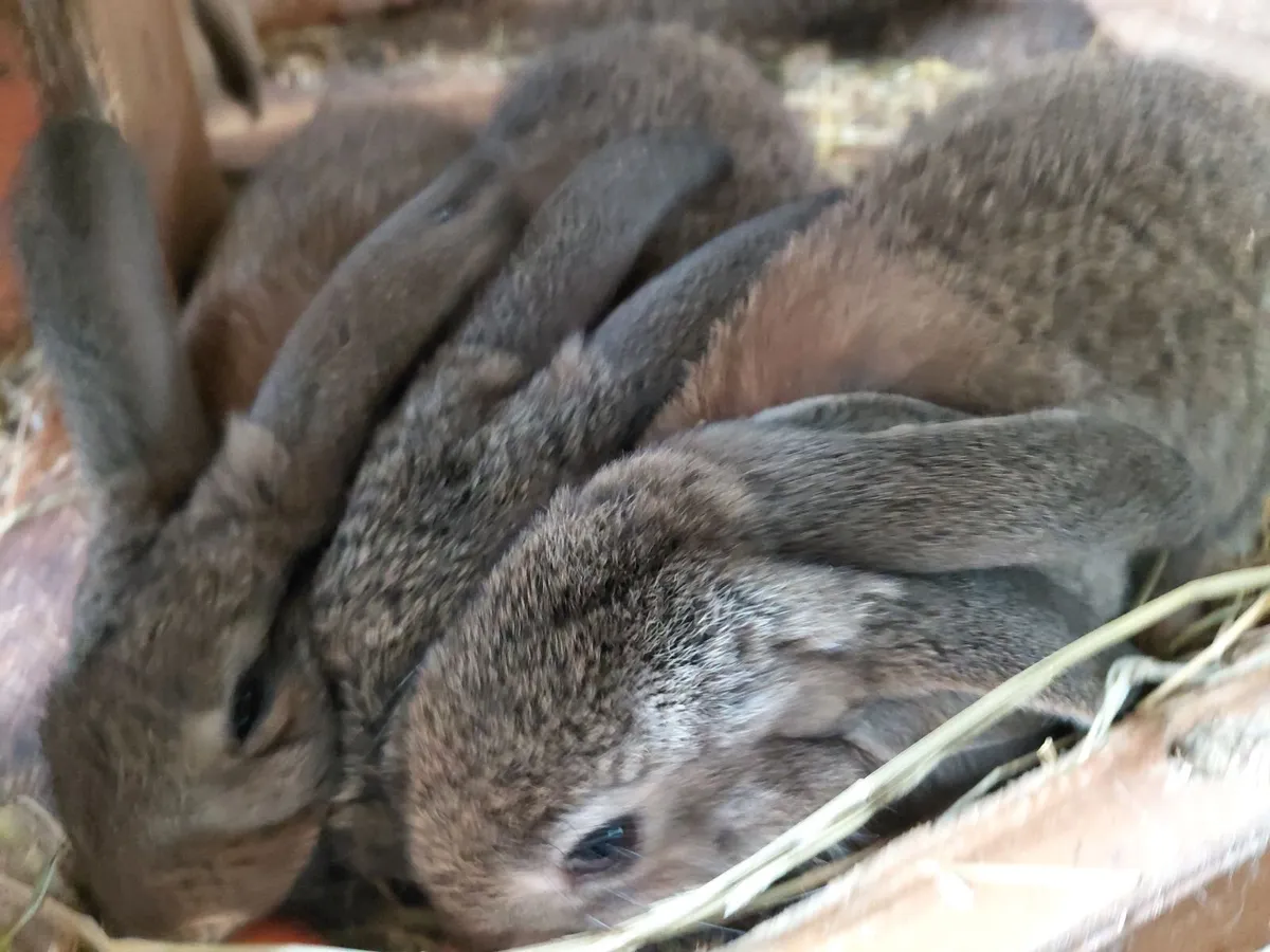 Baby Rabbits Flemish Giant x Lop - Image 4