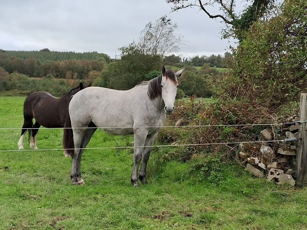 RID Yearling Filly - Image 1