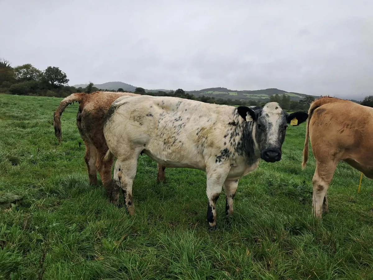 Smashing breeding heifer - Image 2