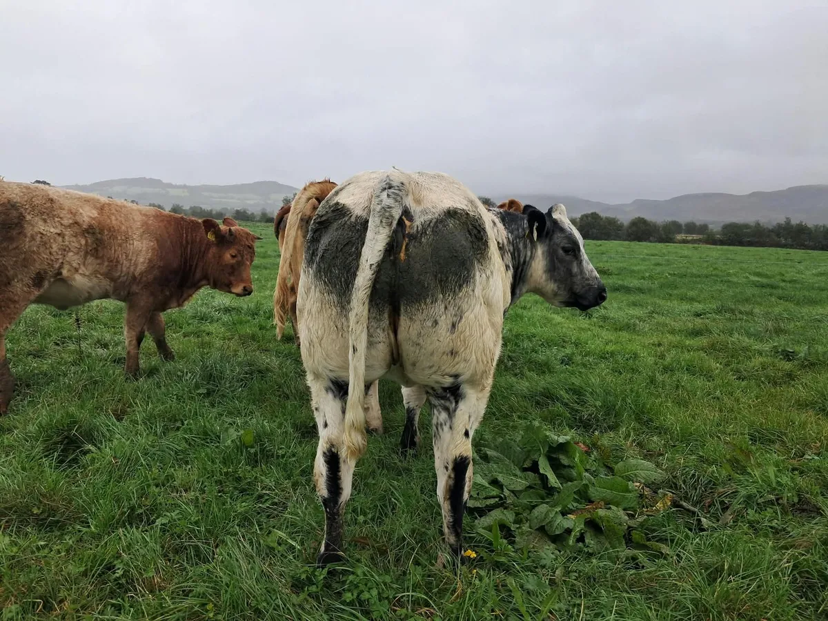 Smashing breeding heifer - Image 3