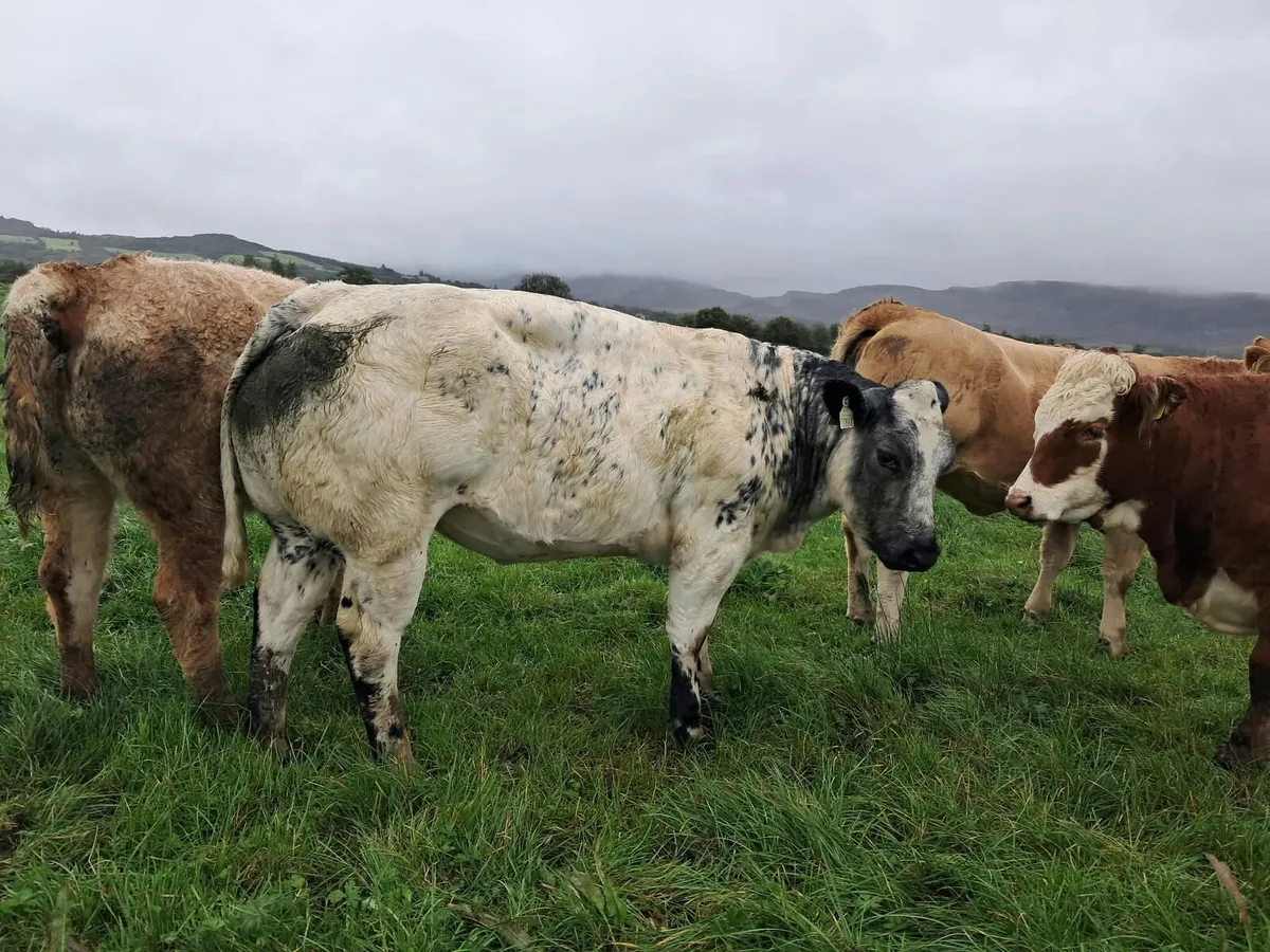 Smashing breeding heifer - Image 4