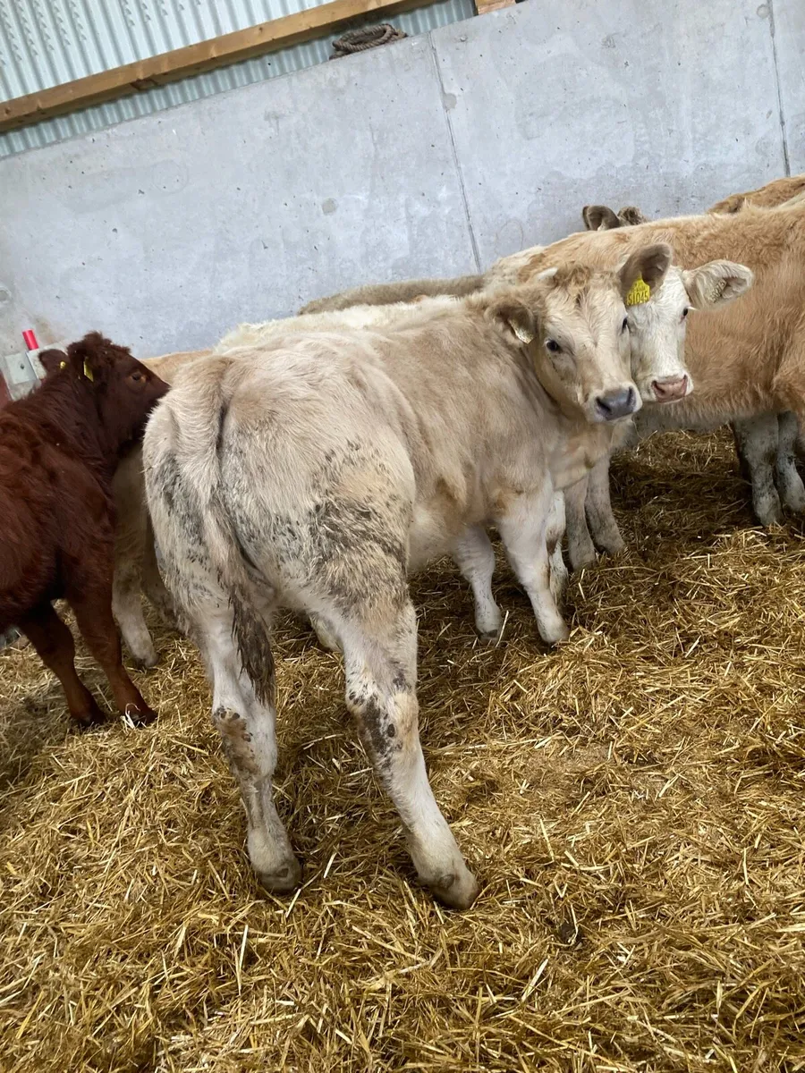 10 super suckler bred heifer weanlings - Image 2