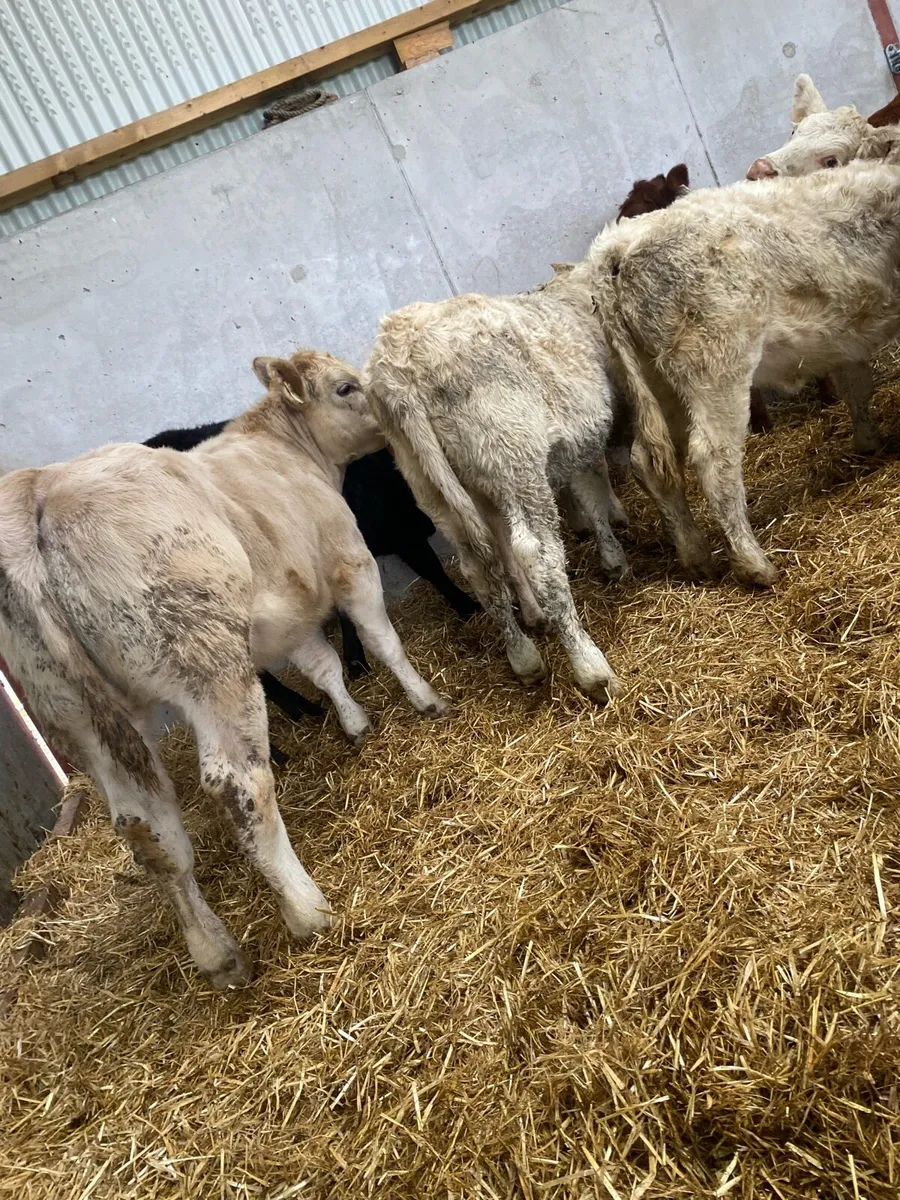 10 super suckler bred heifer weanlings - Image 3