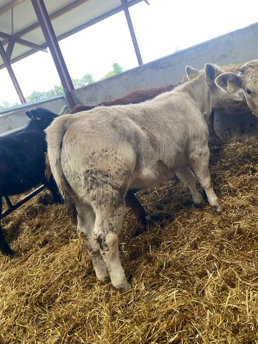 10 super suckler bred heifer weanlings - Image 1