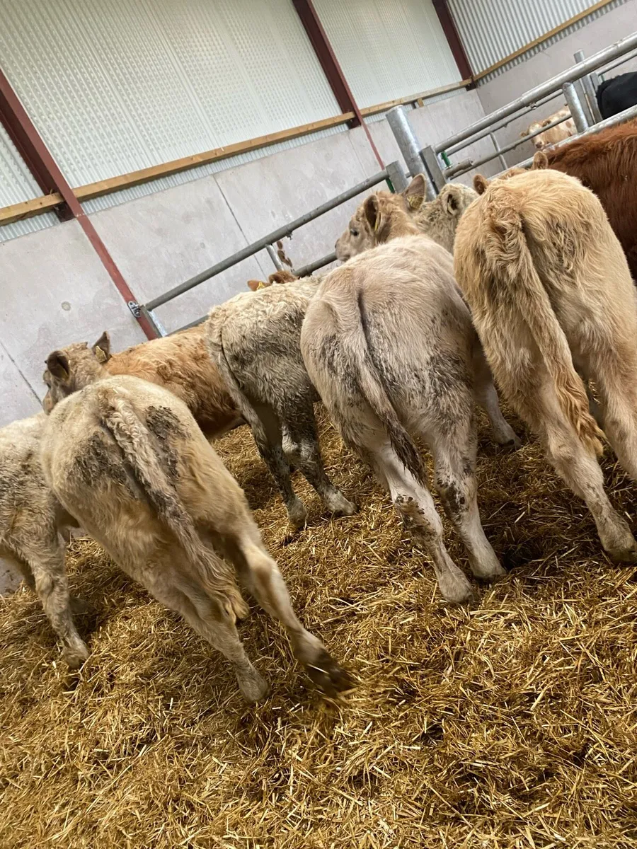10 super suckler bred heifer weanlings - Image 4