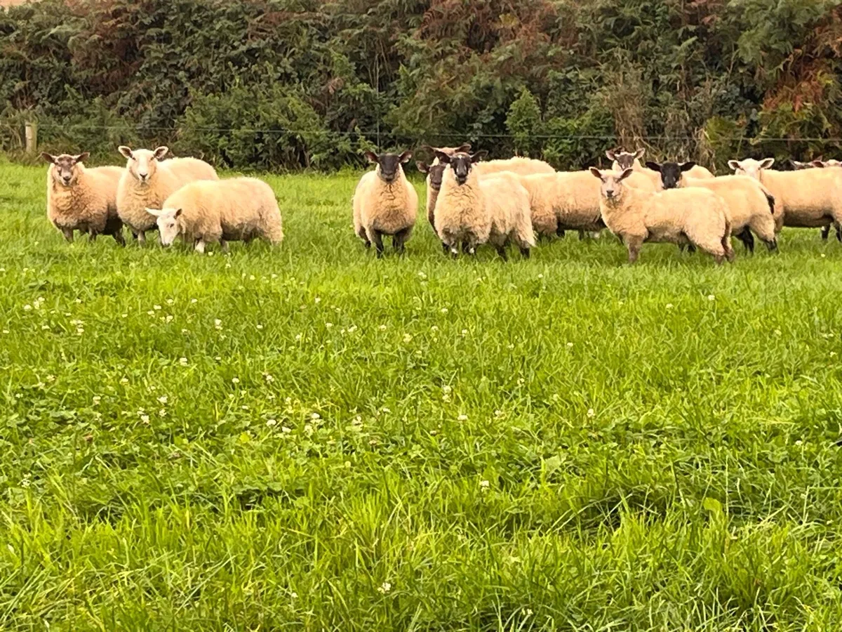 Ewe lambs (55kg +) - Image 1