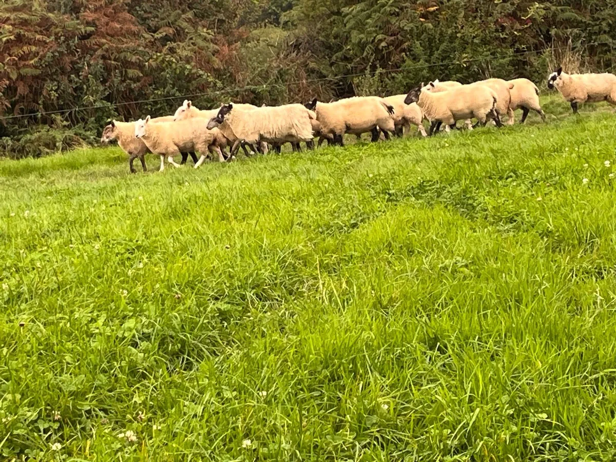 Ewe lambs (55kg +) - Image 2