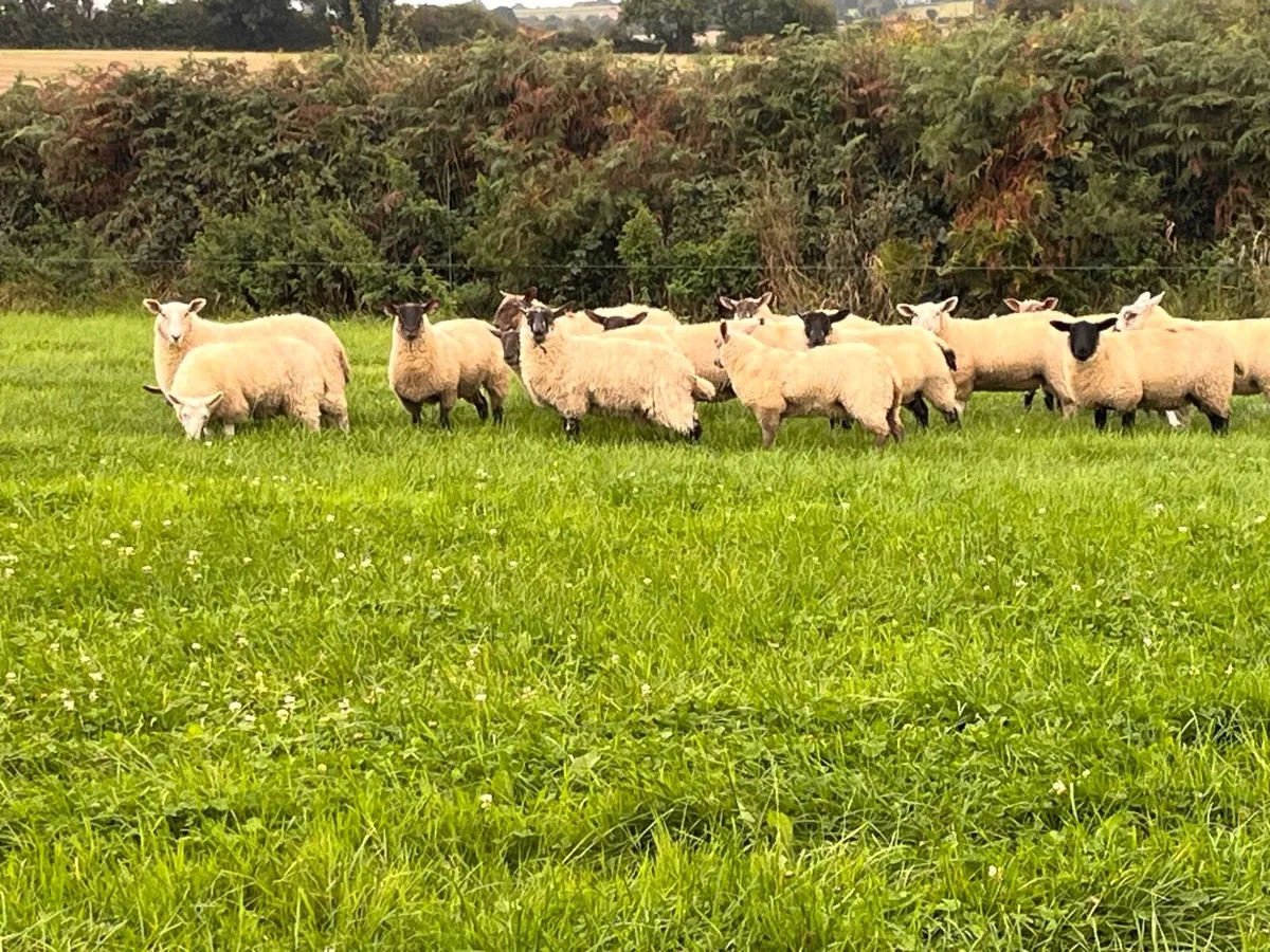 Ewe lambs (55kg +) - Image 3