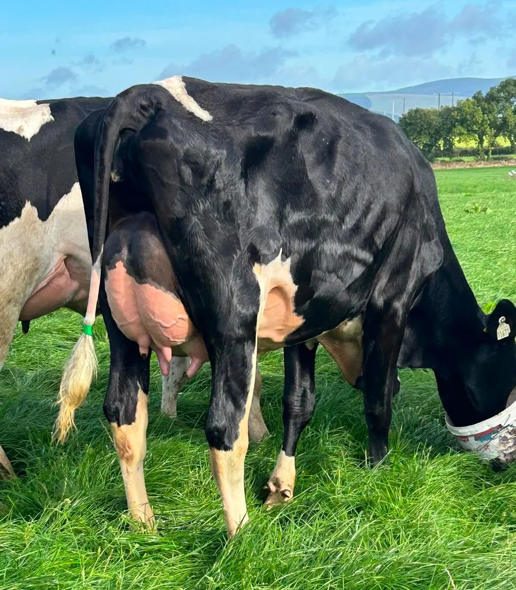 Holstein - Cahirmee Online Sale - Image 1