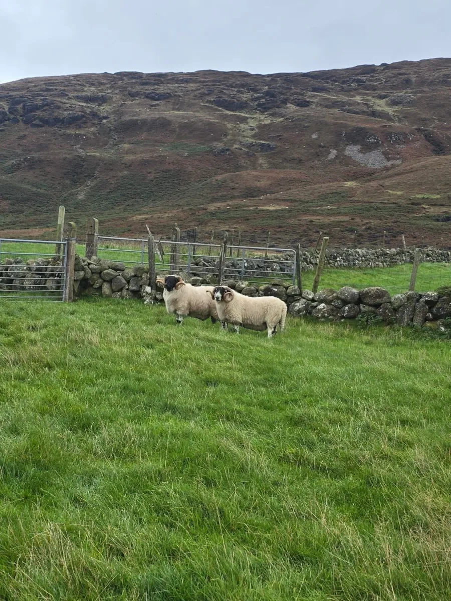 2 two year old rams & 2 ram lambs forsale. - Image 1