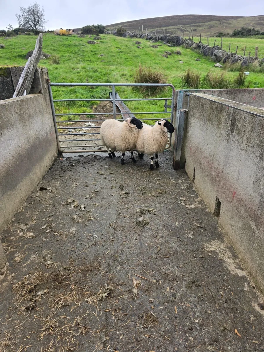2 two year old rams & 2 ram lambs forsale. - Image 2