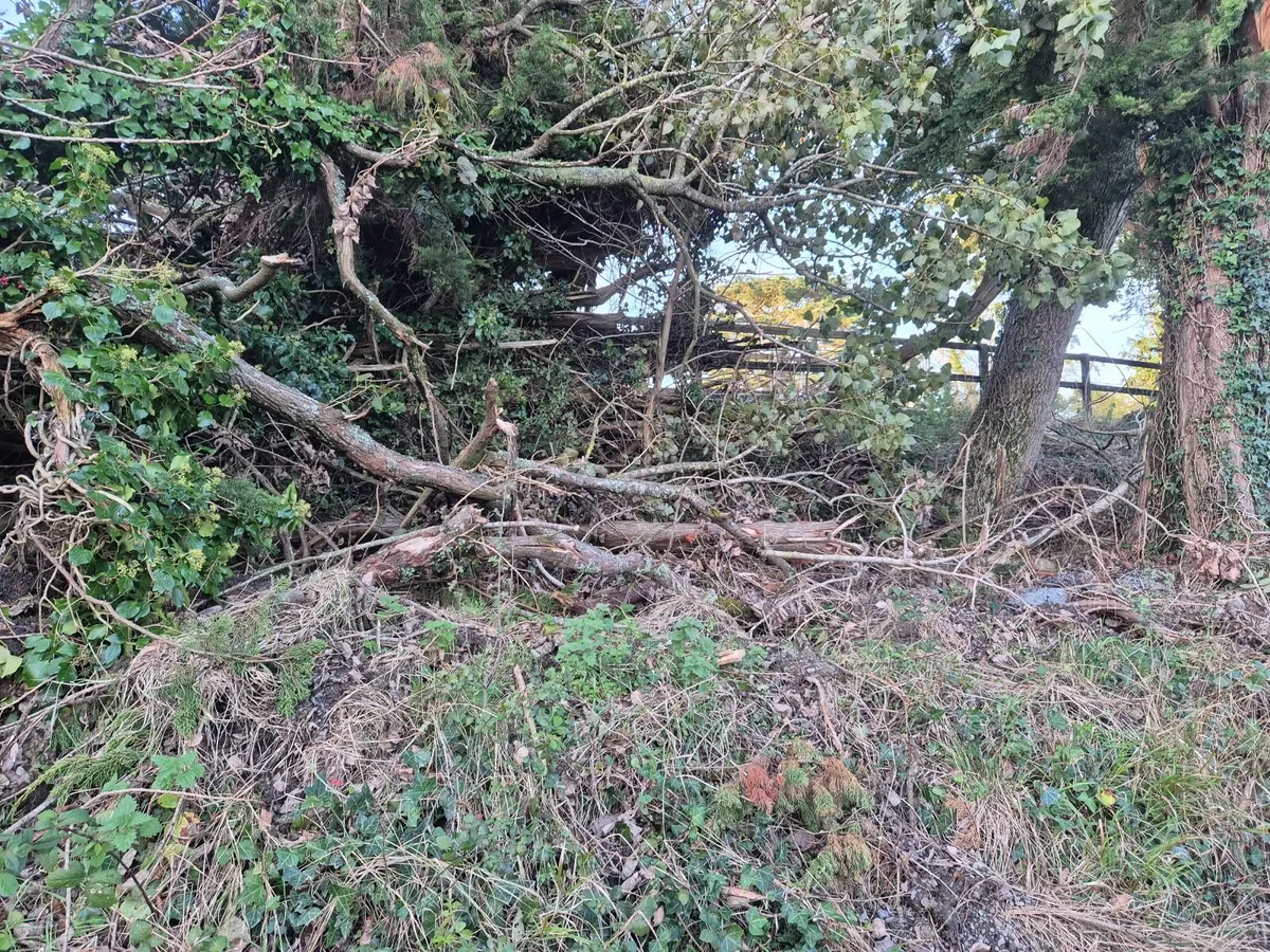 Firewood - Image 4