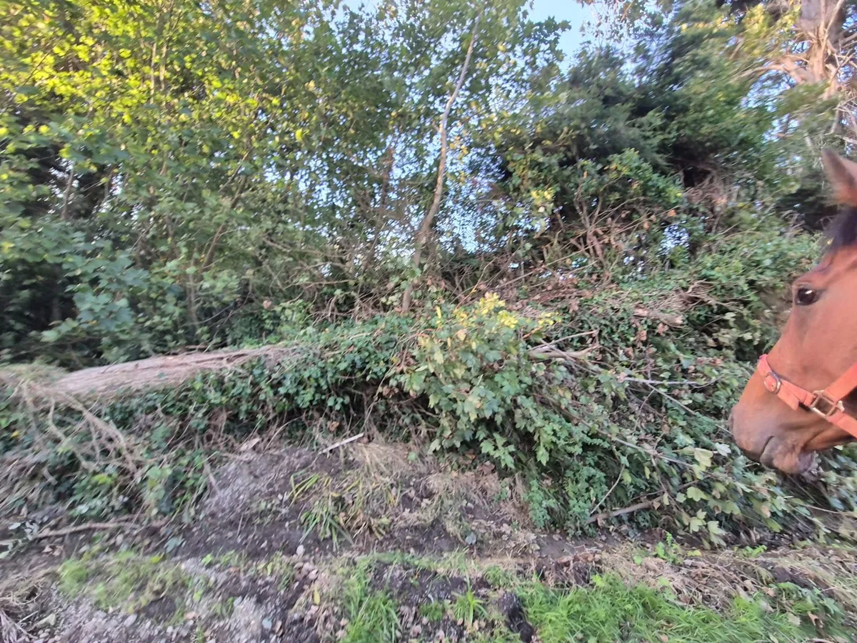 Firewood - Image 1