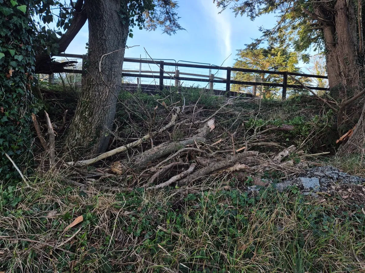Firewood - Image 2