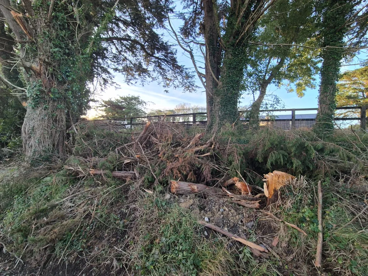 Firewood - Image 3