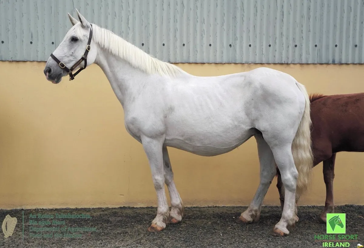 Irish draught mare in foal - Image 1