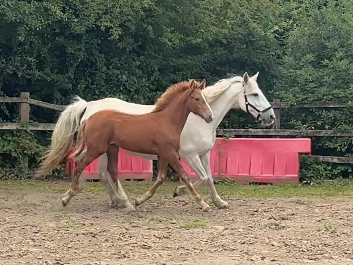 Irish draught mare in foal - Image 2